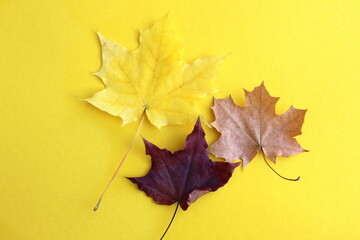 Three dry maple leaves lie on a yellow background.