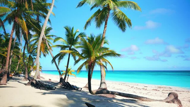 Bright palm trees on the white beach of the tropical Dominican island. Background of blue sky with white clouds and turquoise ocean on a sunny day. An ideal natural landscape for a summer holiday.