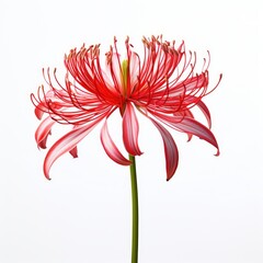 Photo of red spider lily isolated on white background