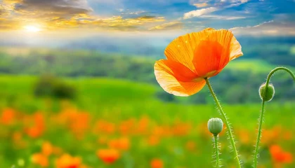 Tuinposter poppy field with sky background © Duy
