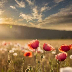Gordijnen poppy field in the morning © Duy