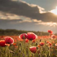 Raamstickers poppy field in summer © Duy