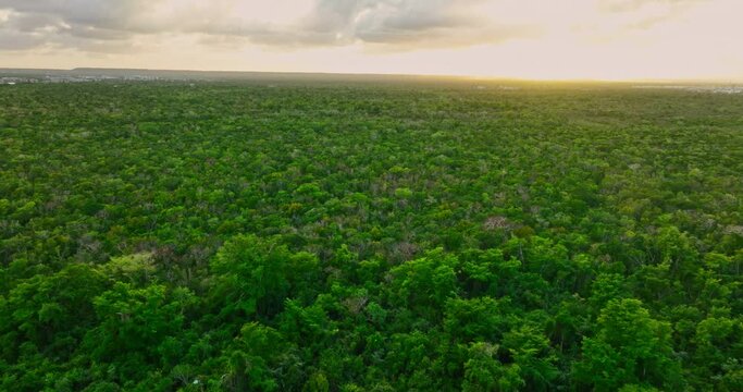 Tropical jungle at sunrise beautiful aerial landscape panorama view over palm tree forest Dominican Republic