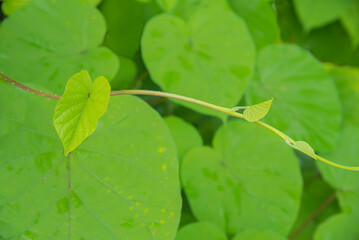 Lush green leaves for background