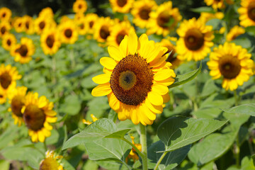 Blooming sunflower fields. Beautiful yellow flower