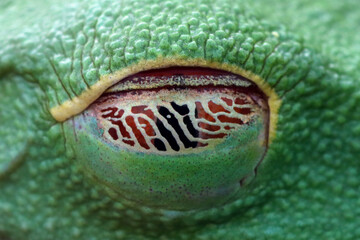 Detail of the eyes of a sleeping red-eyed frog