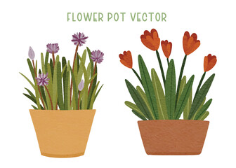 crocus and tulip in pot