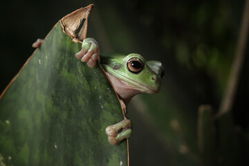 Dumpy frog "litoria caerulea" on green leaves, dumpy frog on branch