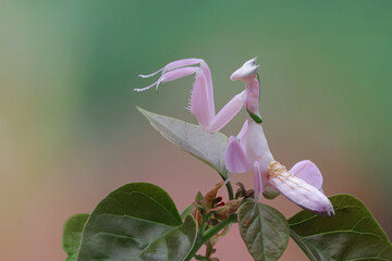 Orchid mantis camouflage on flower, Beautiful orchid mantis on flower, closeup insect