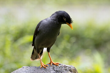 Fototapeta premium Black Acridotheres (Acridotheres javanicus) bird closeup on the rock, Jalak kebo (Acridotheres javanicus) bird closeup