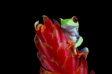 Red-eyed tree frog sitting on flower, Red-eyed tree frog closeup on leaves