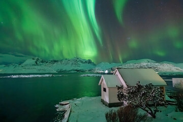 Norway Lofoten Islands winter  snow-covered geography northern lights at night green colored aurora borealis in the sky - obrazy, fototapety, plakaty