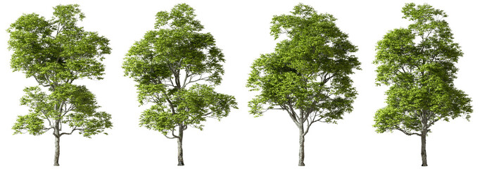 Greenery nature trees contour shapes on transparent backgrounds 3d render png - obrazy, fototapety, plakaty
