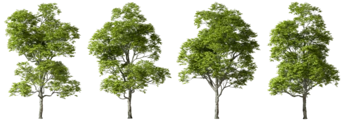 Foto op Canvas Greenery nature trees contour shapes on transparent backgrounds 3d render png © Krit