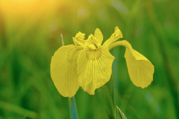 View on yellow flag, yellow iris or water flag Iris pseudacorus.