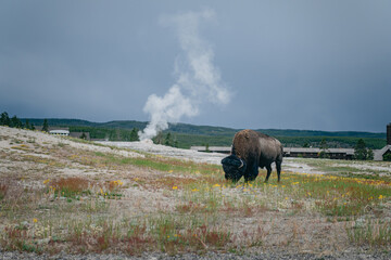 Bison (buffalo) grazing near Old Faithful geyser at dusk in Yellowstone National Park
