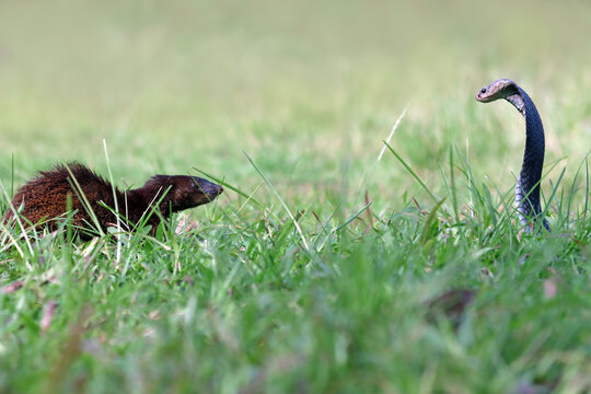 The cobra spit venom at the mongoose, fight between cobra snake and mangoose