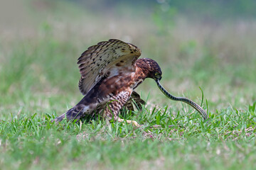 Crested Goshawk bird fighting with snake on the green grass, Crested Goshawk bird eating snake on green grass with natural background