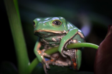 Phyllomedusa bicolor (waxy monkey) on branch, Phyllomedusa bicolor 