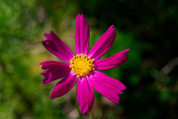 Fototapeta premium コスモス