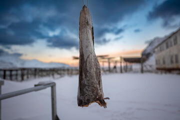 drying fish in the snow-covered geography of norway lofoten islands in winter with sunset colored...