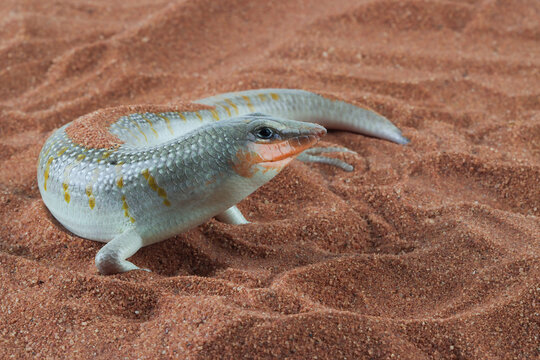Sand Fish Face รูปภาพSandfish – เลือกดูภาพถ่ายสต็อก เวกเตอร์ และวิดีโอ233 | Adobe Stock