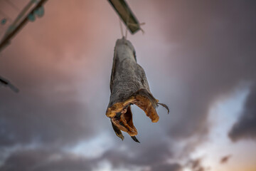 drying fish in the snow-covered geography of norway lofoten islands in winter with sunset colored clouds