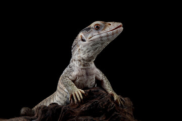 Savannah monitor (Varanus exanthematicus) closeup on isolated background, Savannah monitor closeup...