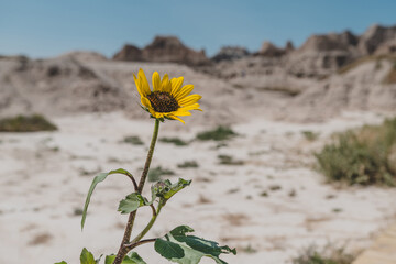 A sunflower blooming admist the multi-colored rock formations of Badlands National Park