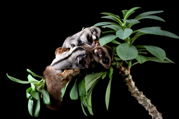 The Sugar Glider (Petaurus breviceps) is holding the baby on branch