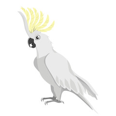Cockatoo parrot isolated on white background.Vector illustration of bird.