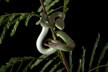 Trimeresurus Insularis closeup on branch, Indonesian viper snake closeup
