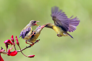 Sun-bird (Nectarinia jugularis) female feeding new born chicks on branch, Sun-bird feeding, Sun-bird hovering 