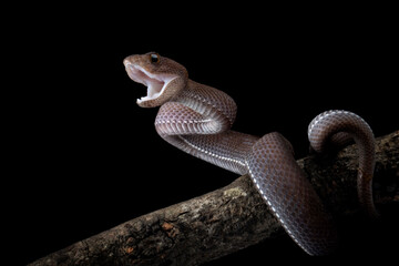 Trimeresurus purpureomaculatus closeup on branch, trimeresurus purpureomaculatus ready to attack