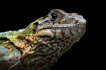 Ctenosaura similis Closeup head on isolated background, Ctenosaura similis lizard closep head