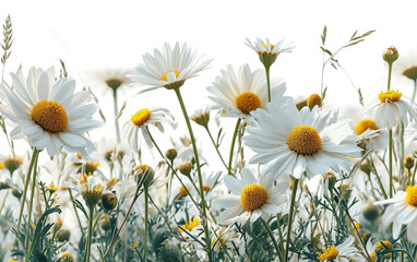 Daisy Flowers Isolated Against White Background