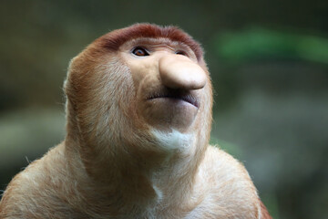 Naklejka premium Closeup face of Bekantan monkey (Nasalis larvatus), close up bekantan or long nosed monkey