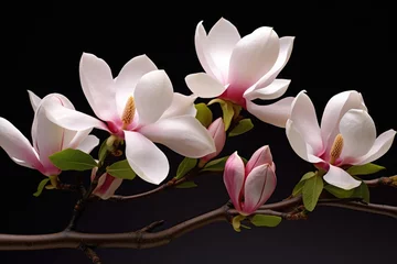 Foto op Canvas Blooming white and pink close-up flowers of magnolia on a branch with young leaves, growing in spring park or botanical garden, with blurred dark green background © May