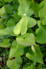 A leaf of a type of sweet potato, whose leaves resemble a heart.