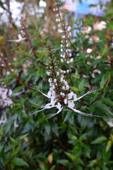 A flower from a plant with the scientific name Orthosiphon aristatus or called Kumis Kucing is one of the original Indonesian medicinal plants which is useful in overcoming various diseases. 