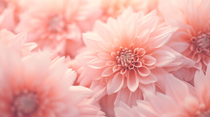 Fototapeta premium Beautiful flowers peach color blooming in the garden. GenerativeAI