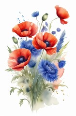 Poppies and cornflowers on a white background. Watercolor red poppy flowers and blue cornflower.