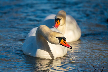 Two swans as a couple swim along the Isar river