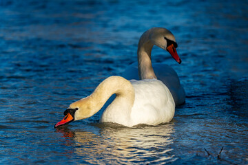 Two swans as a couple swim along the Isar river