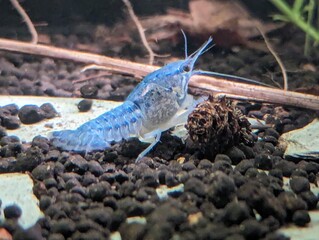 Blue Florida crab in the aquarium