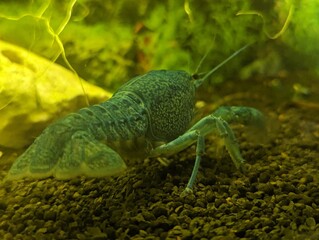  Blue Florida crab in the aquarium
