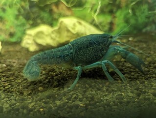  Blue Florida crab in the aquarium
