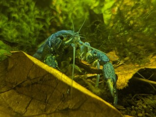  Blue Florida crab in the aquarium
