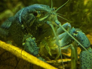  Blue Florida crab in the aquarium
