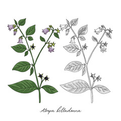 vector drawing belladonna, Atropa belladonna at white background, hand drawn illustration
